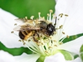 Osmia_bicornis_Weibchen.jpg