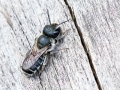 Osmia caerulescens