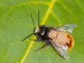Osmia_cornuta_Chaetodactylus_osmiae.jpg