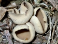 Otidea_alutacea.jpg