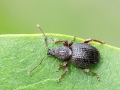 Otiorhynchus_ovatus.jpg