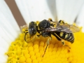 Oxybelus_spp.jpg