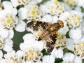 Oxyna_flavipennis.jpg