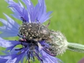 Oxythyrea_funesta.jpg