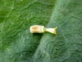 Ozirhincus_spp.jpg