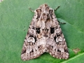 Pachetra_sagittigera.jpg