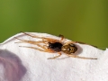 Pachygnatha_degeeri.jpg