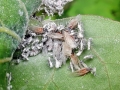 Pachypappa tremulae