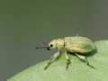 Pachyrhinus_lethierryi.jpg