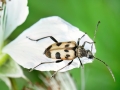 Pachytodes_cerambyciformis.jpg