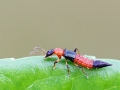 Paederus cf. littoralis