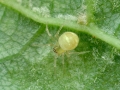 Paidiscura_pallens.jpg