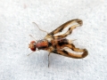 Palloptera muliebris