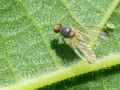 Palloptera ustulata agg.