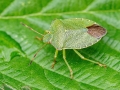 Palomena_prasina.jpg