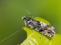 Pammene_argyrana.jpg