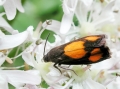 Pammene aurana