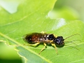 Pamphilius_hortorum.jpg