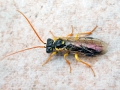 Pamphilius_sylvaticus.jpg