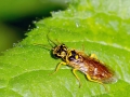Pamphilius vafer agg.