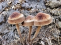 Panaeolus cinctulus