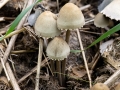 Panaeolus_papilionaceus.jpg