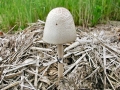Panaeolus semiovatus