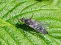 Pandivirilia caesia