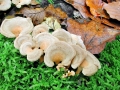 Panellus stypticus