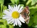Panemeria_tenebrata.jpg
