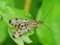 Panorpa_germanica_Weibchen.jpg