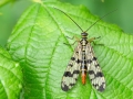 Panorpa_vulgaris_Weibchen.jpg