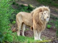 Panthera_leo_krugeri.jpg