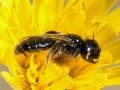 Panurgus_calcaratus_Maennchen.jpg