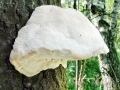 Pappia fissilis