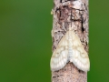 Paracorsia_repandalis.jpg