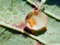 Parallelodiplosis_galliperda.jpg
