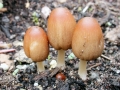 Parasola auricoma