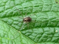 Paroligolophus_agrestis.jpg