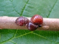 Parthenolecanium_corni.jpg
