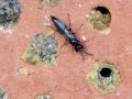 Passaloecus_spp.jpg