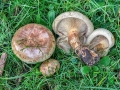 Paxillus_involutus.jpg