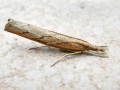 Pediasia contaminella