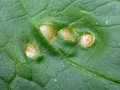 Pediaspis_aceris.jpg