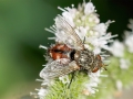Peleteria iavana