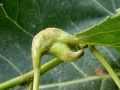 Pemphigus_bursarius.jpg