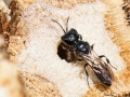 Pemphredon_lethifer_adult.jpg