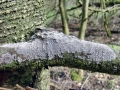 Peniophora_cinerea.jpg
