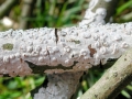 Peniophora polygonia