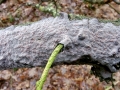 Peniophora quercina